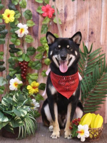 20230823マロくん